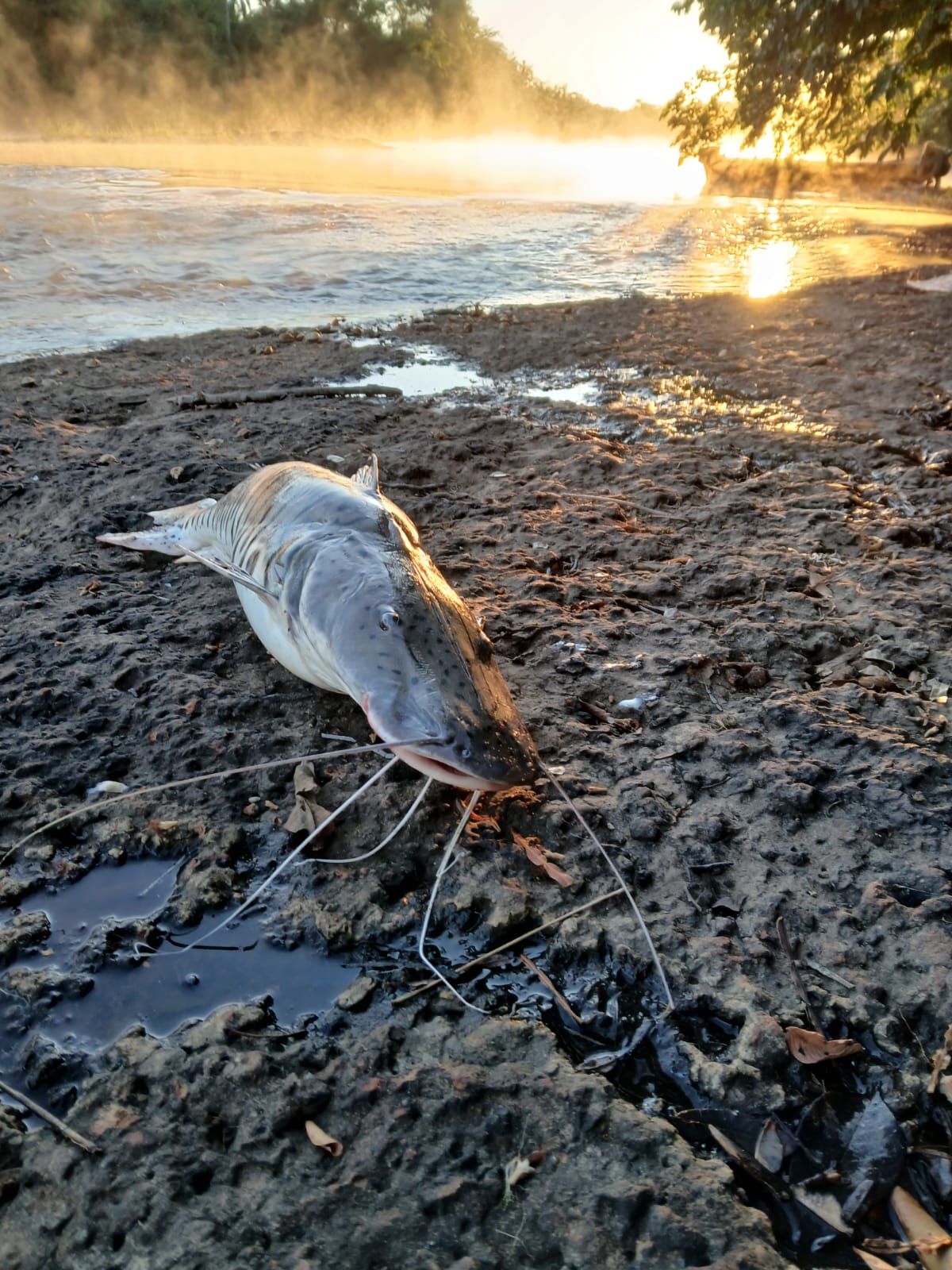 Pira'i Pesca y Carnadas